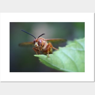 Closeup of a Cicada Killer Posters and Art